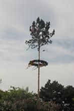 Der Maibaum am Leopoldauer Platz.